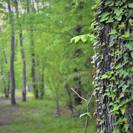 Üdülőpark Dani Kamcsija