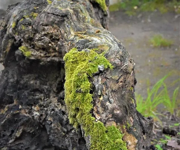 达尼简易别墅酒店 假日公园